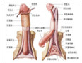 阴茎不能正常的勃起是怎么回事？怎么治疗？